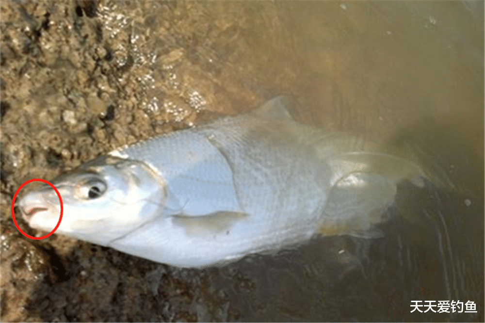 青苔|小鱼中的“大力士”,春季野钓黄尾鲴,调漂得当才能连竿上鱼