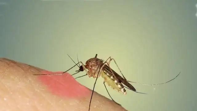 今年夏天的蚊子咋感觉比往年的少了？这是件好事吗？