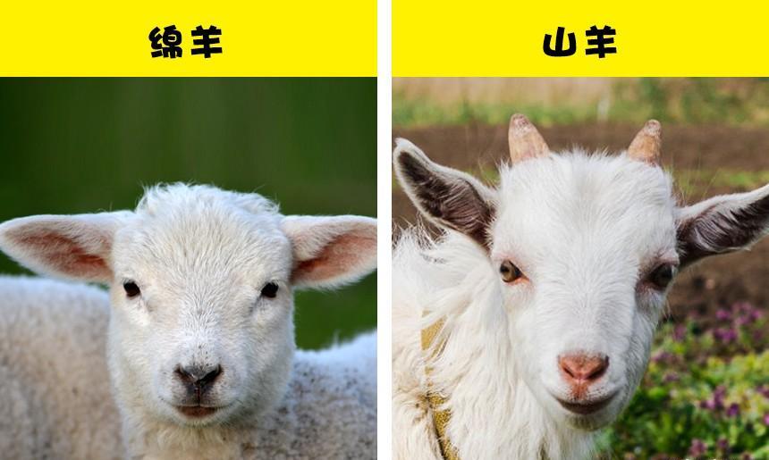 看起来几乎完全相同,并被许多人混淆的7对不同的动物