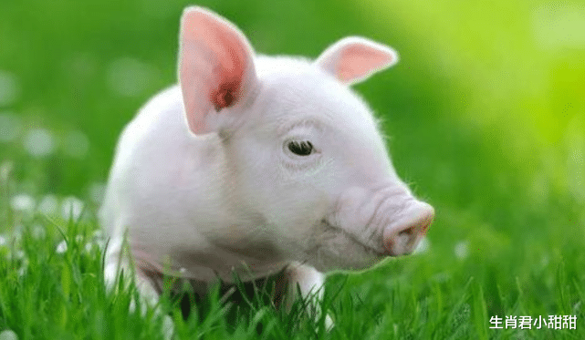 求职|一整年红红火火，属猪人做好准备腾飞，在职场冲锋陷阵取得辉煌