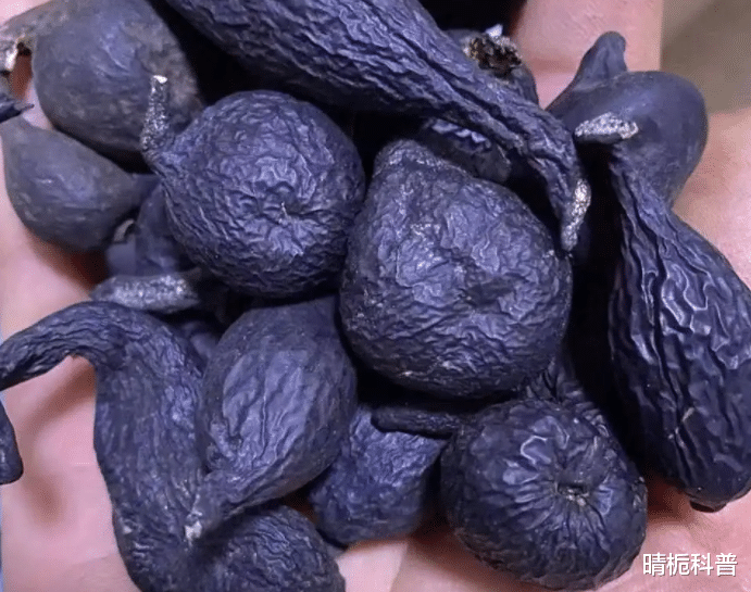 白蚁窝里的乌灵参,价格可达数万元一斤,挖到的人为何不愿卖?