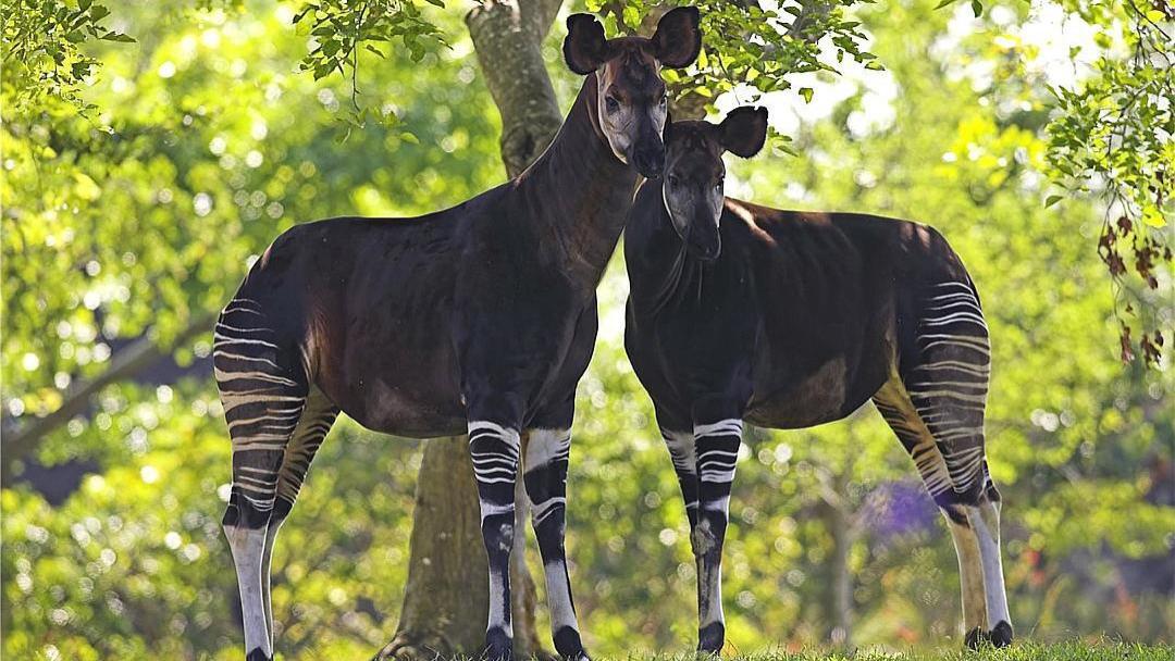 长颈鹿唯一活着的“亲戚”，长着斑马条纹，出生4周不排便