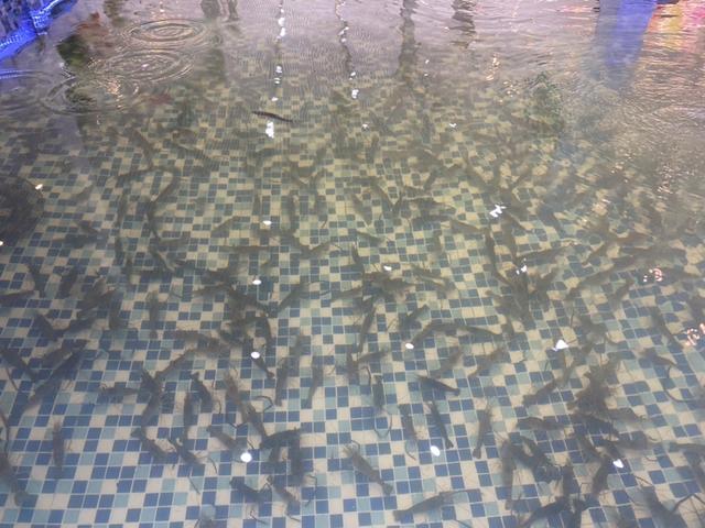 |新年新体验,新鲜又过瘾!