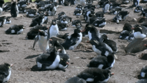 间谍|人类混入企鹅群后,被原配暴打,被渣男抛弃,网友:这个导演不是人