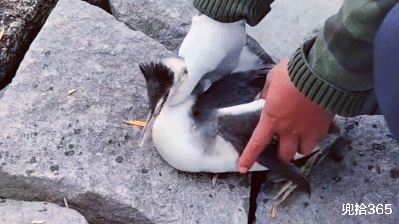 |男子钓鱼意外勾到只水鸟,拍视频证明放生,钓友却发现丑陋的一面