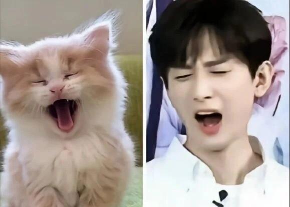 蒋雯丽|成毅猫耳错位图好萌,网友:一旦接受了这种奇怪设定就摆脱不了!