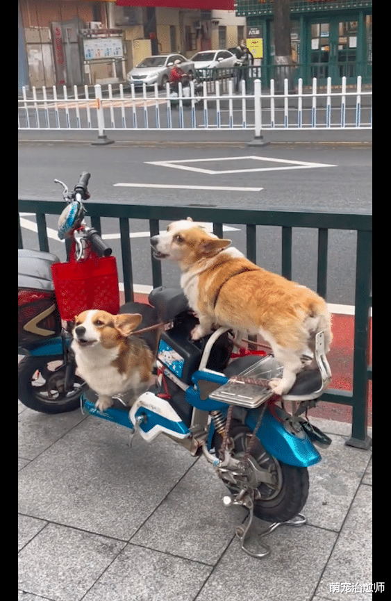 两只狗站在电动车上嚎叫，有路人经过还斜眼看，全自动防盗系统？