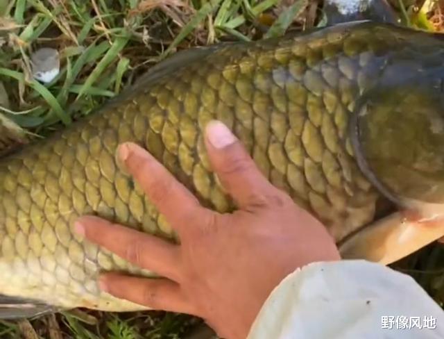 饵料|鲫霸!江苏钓鱼人水库起“鲫鱼王”,已经突破生长极限了?