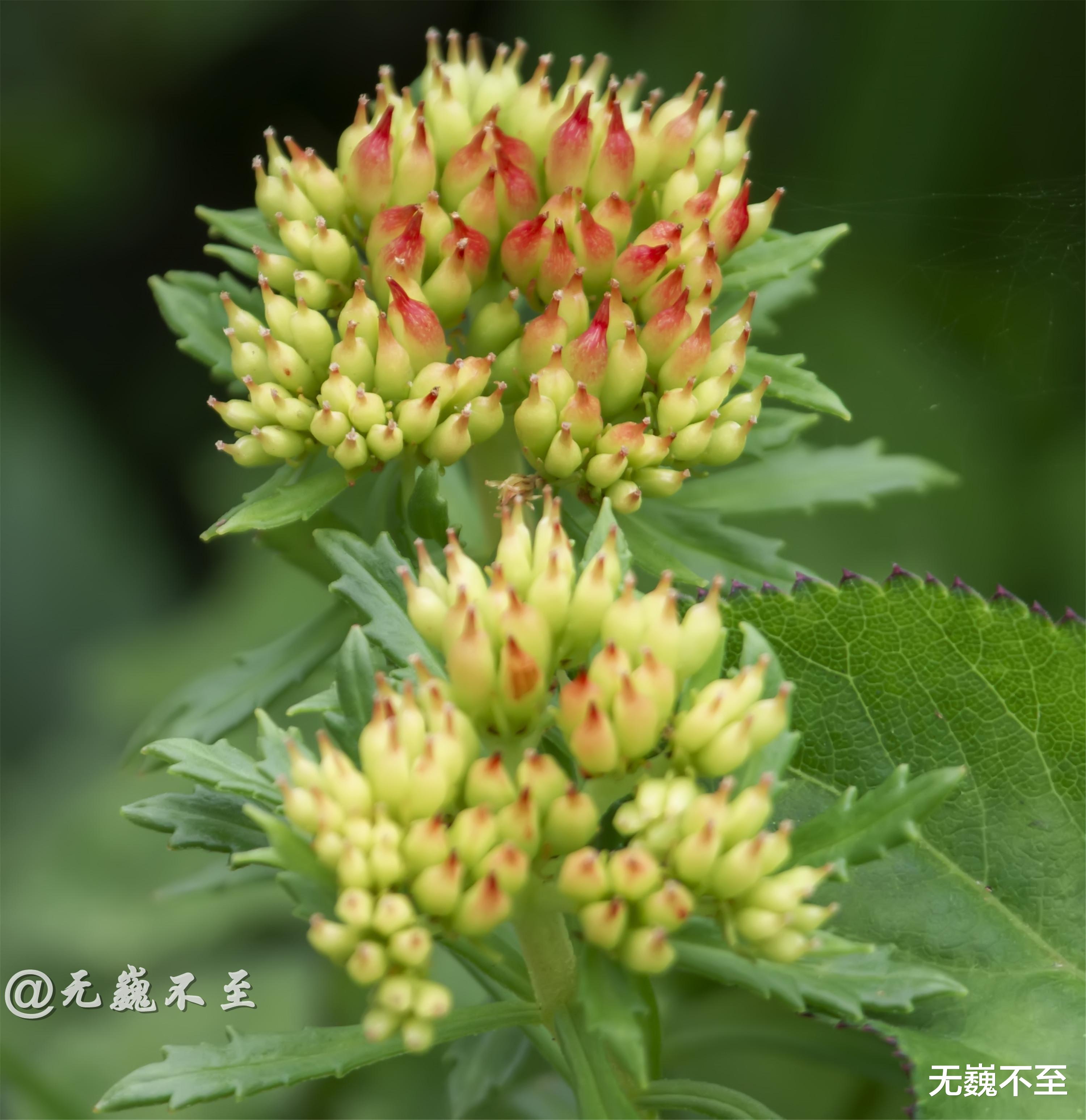 四川省|九顶归来不看花，但是这些花名你知道吗？科普一下不就认识啦