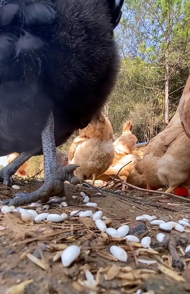 马尾辫 皮酱夫妇:全网女人都想嫁的男人,把妻子宠上天,被称为男德典范