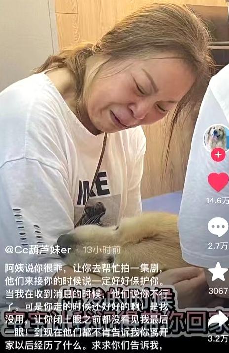 宠物医院|网友称爱犬在剧组拍摄离奇死亡，满嘴泥沙跟血，剧方回应被批凉薄