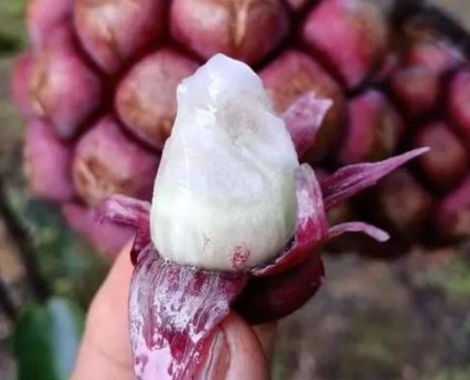 这两种山上的植物,不仅稀有还很珍贵,如果在山上遇到还真是幸运
