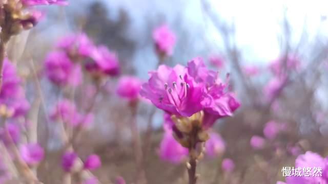 大珠山|早春，探寻大珠山万亩杜鹃花开游记