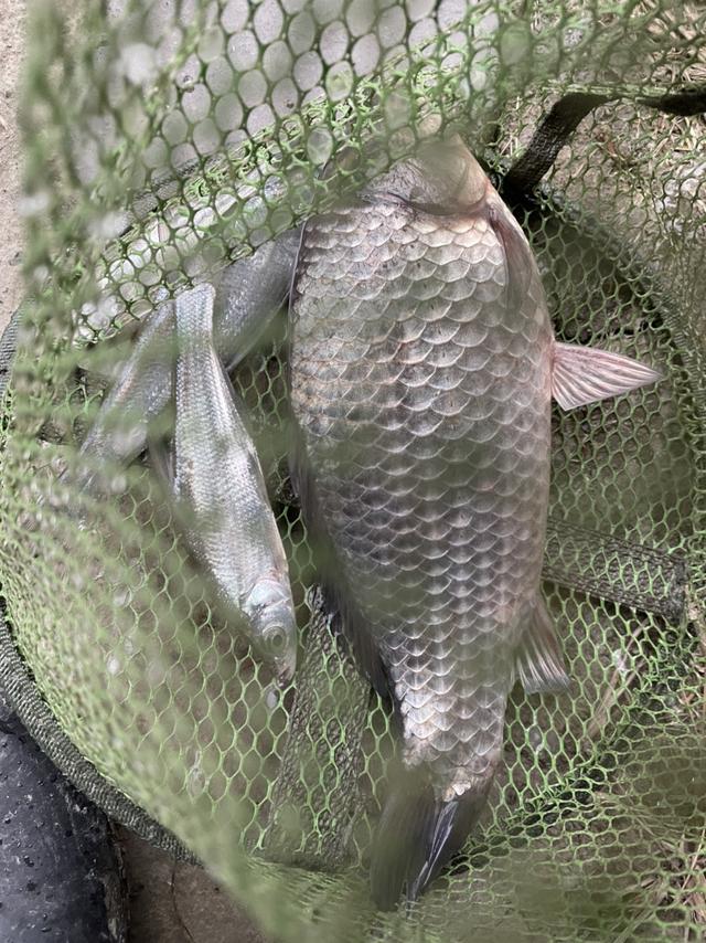 空军|通杀腥试用报告之2023年春节前后没有空军!