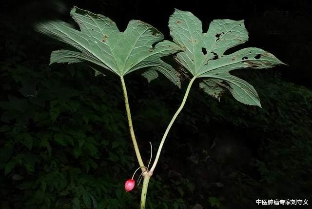黄帝内经|抗癌中药——八角莲,功效清热解毒、化瘀散结、祛瘀消肿