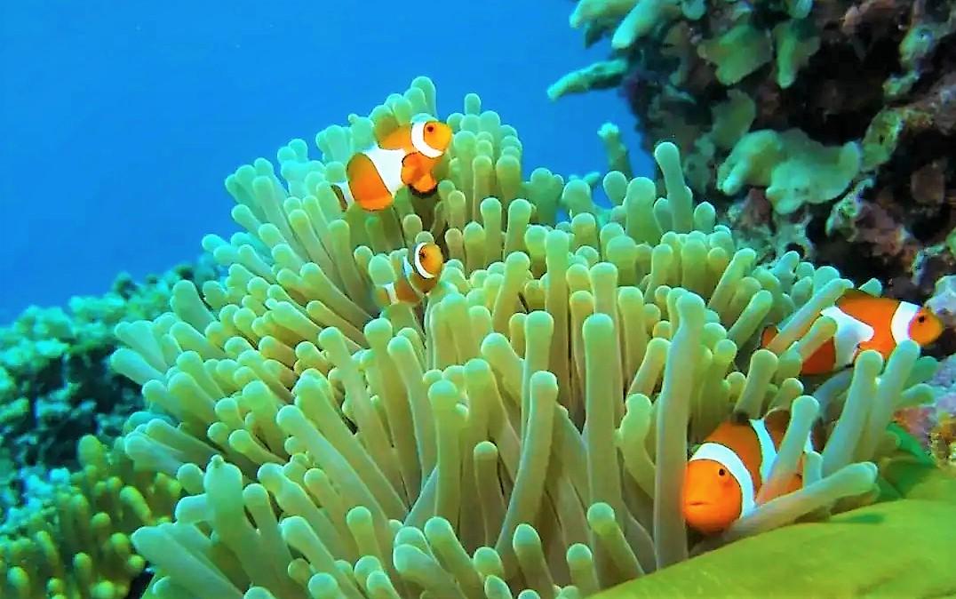 鲜艳美丽的珊瑚是怎样奇特的生物？