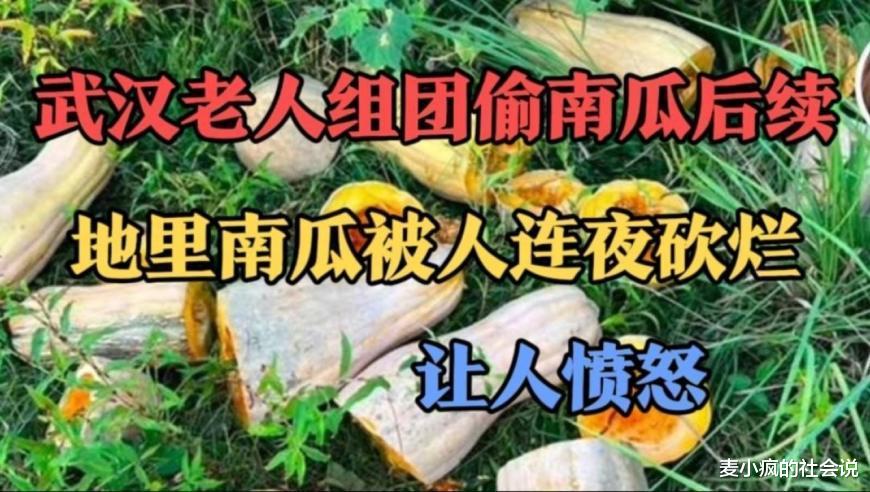 继千亩南瓜被“组团偷窃”后,老人又“砍烂”南瓜发泄,还不罚?