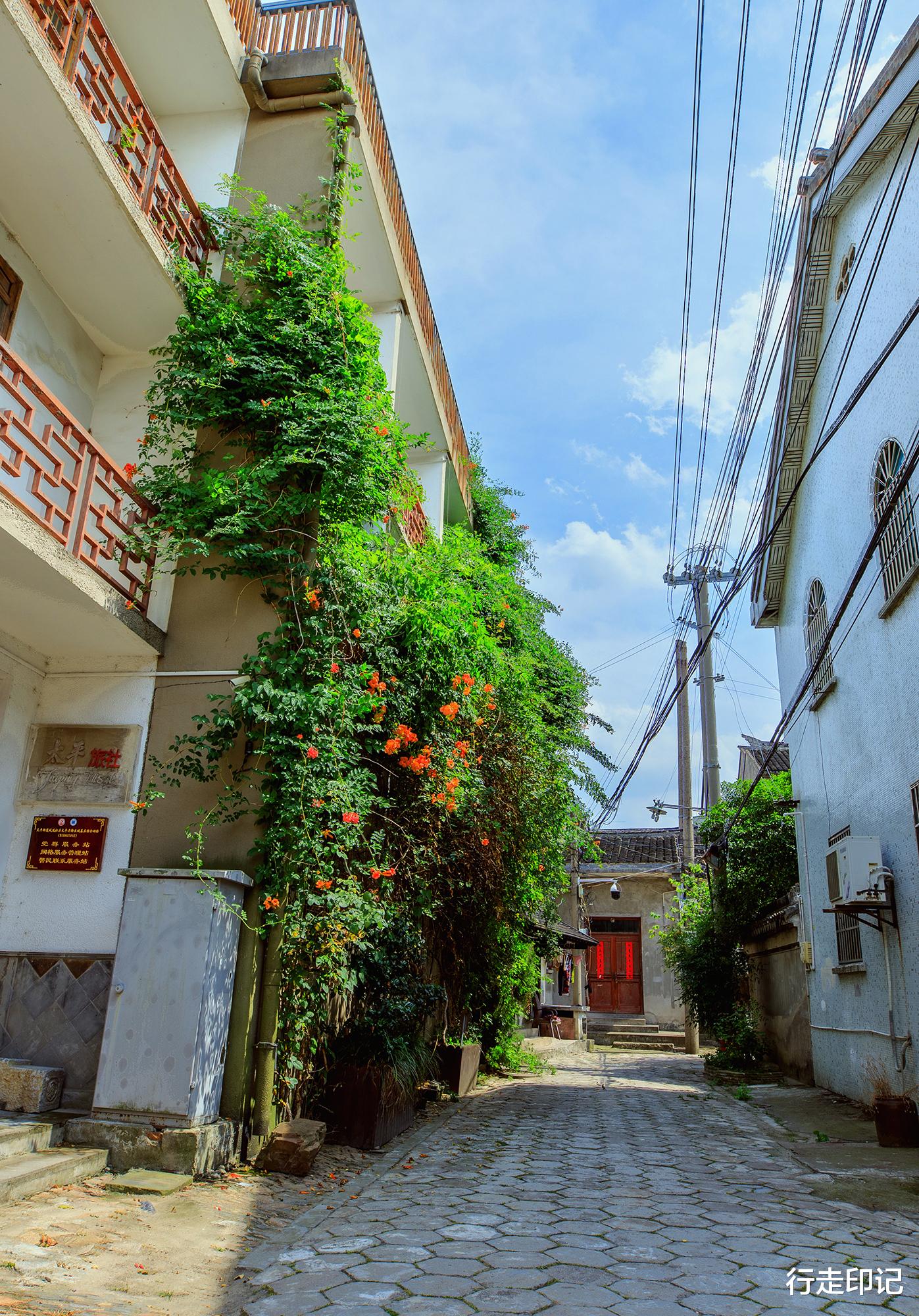 |太平老街的这片花海,足以承包你的夏天