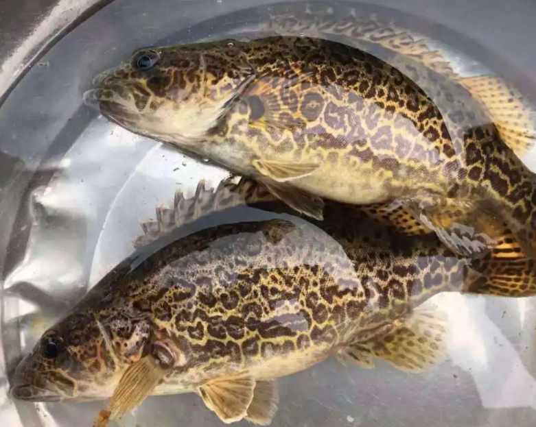 水边惊现死去鳜鱼王,钓友遗憾未曾钓如此巨大鳜鱼,鳜鱼死因成谜