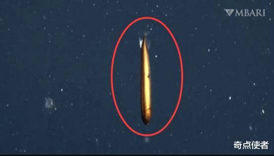 美国深海发现神秘生物,通体青铜金属色,是变异物种吗?
