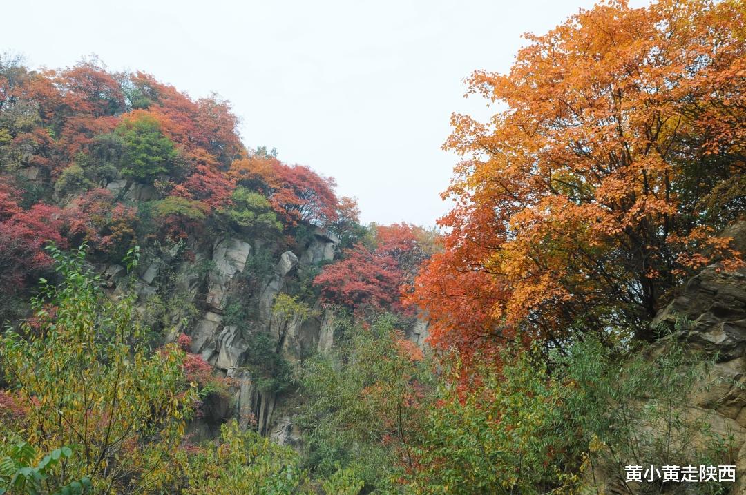 自驾|承包一整个山谷的绚烂秋色！就在西安周边，自驾可达0门票！