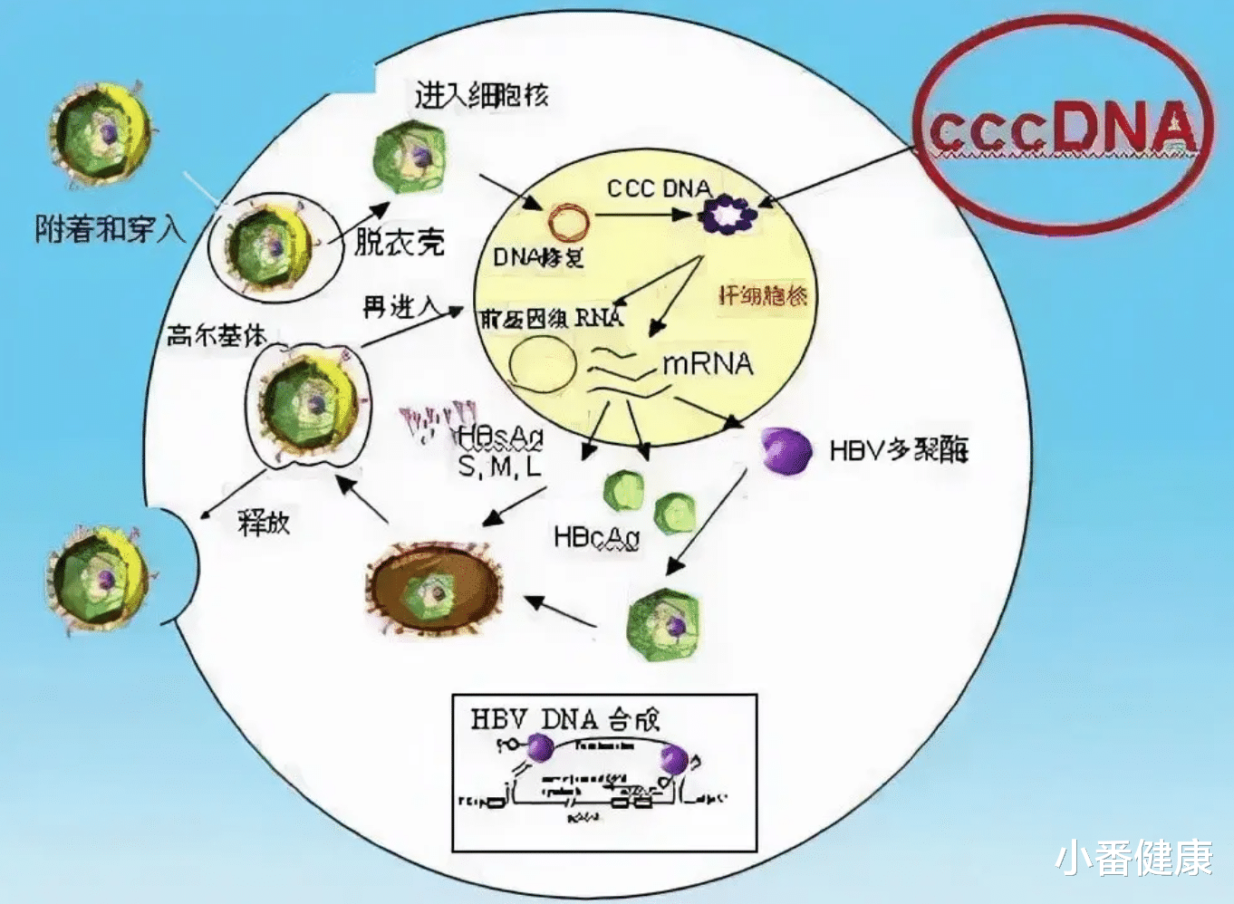 |乙肝新颖机制化合物介绍,TLR7/8/9,靶向先天免疫受体激动剂