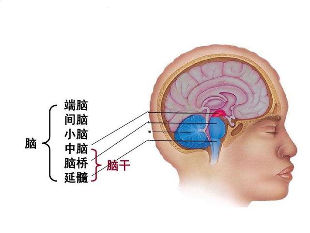 人体内发现“僵尸基因”?人死后数小时非常活跃,试图将主人复活!