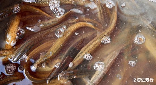 |泥鳅打窝钓鱼,为何人人唾弃?钓友:那不是钓鱼是捕鱼