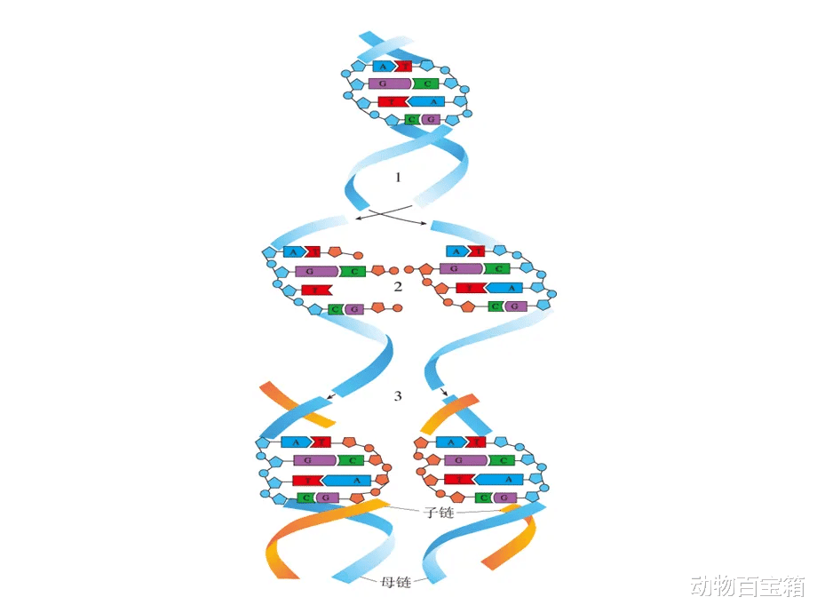4500岁高龄!长达180公里!世界上最大的生物被发现,它究竟是什么?