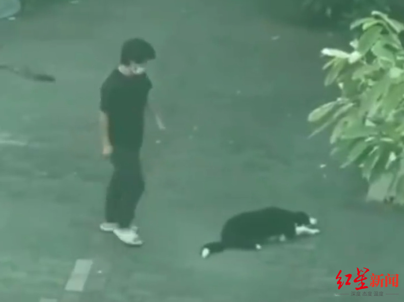 一男子当街殴打边牧致死:当天心情不好,事后也觉得非常过意不去