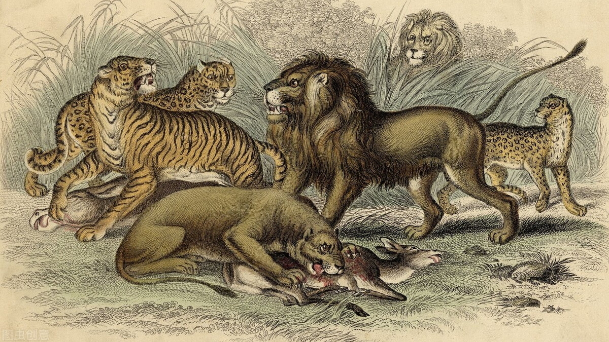 最受人们喜爱的9种野生动物，源于甘肃的老虎排第一，狼最成功