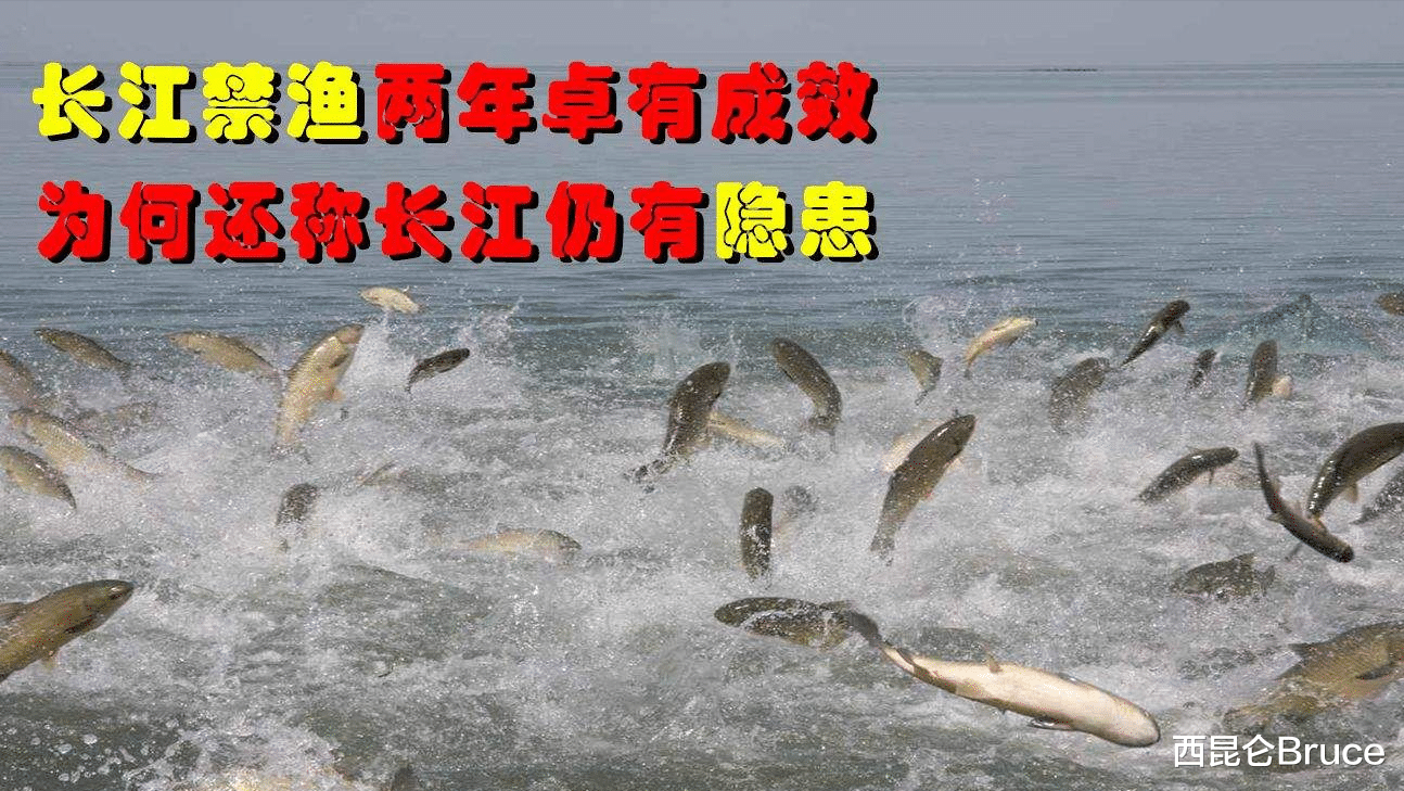 超10万斤!长江泸州段出现大量野生鱼群,未来是否会出现鱼满为患