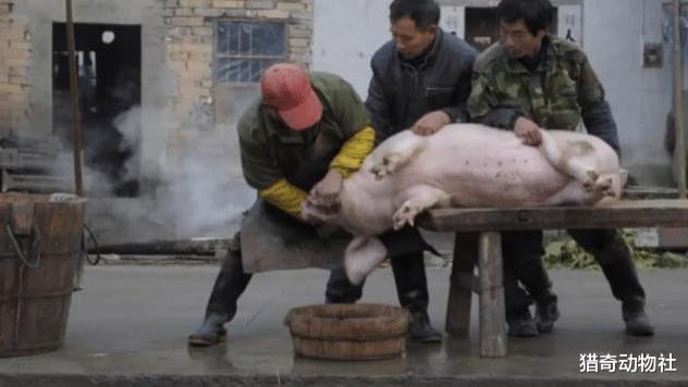 动物被宰杀之前能不能意识到自己被宰？为什么？