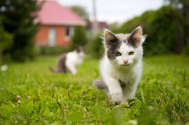 新手养猫指南｜新手养猫需要做哪些准备