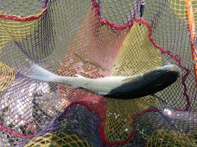 |2022年我还是那个称职的乌（鲻）鱼猎手！