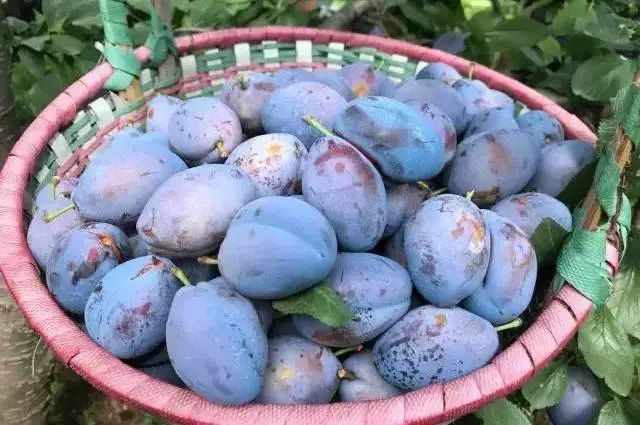 汶川|在汶川，遇见22°C的夏天