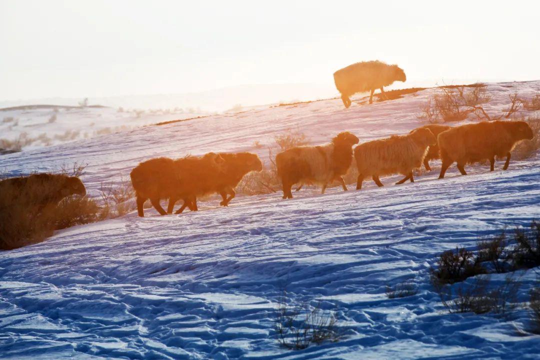 欧洲旅游|听完《可可托海的牧羊人》，看看可可托海有多美！隔壁就是蒙古国