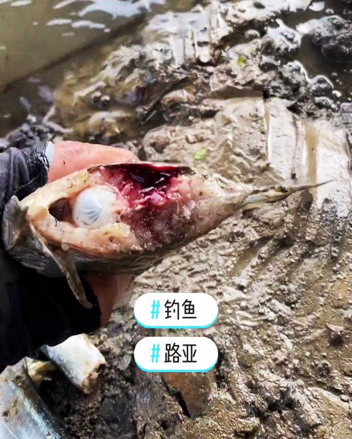生吞银环蛇、咬断鱼身,鳄雀鳝真的没有天敌吗?