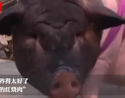 牧风芳华 女子在网上买了头小香猪，结果被喂成一头大肥猪