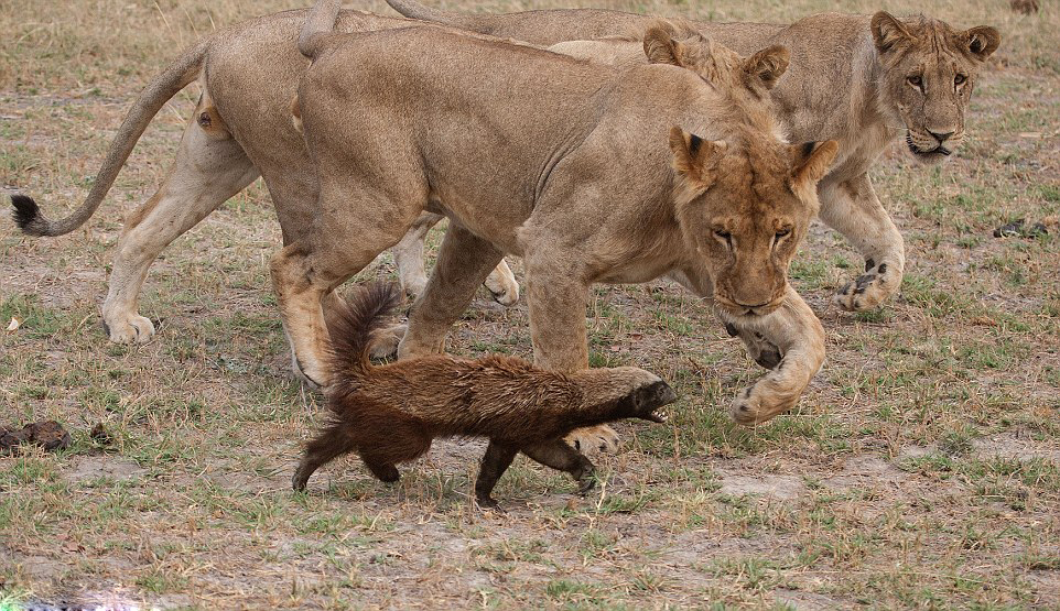 非洲有种动物,性格凶狠手段毒辣,一半的后代会被其杀死