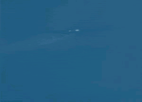 “喀纳斯湖水怪”又现身了?湖面突现巨大黑影,哲罗鲑在前面游动