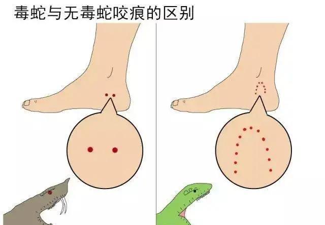 眼镜王蛇和银环蛇谁更可怕?为什么?