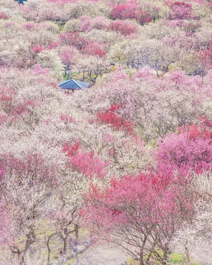 埼玉县|日本社交网络上点赞最多的美景前10，竟然是这些地方