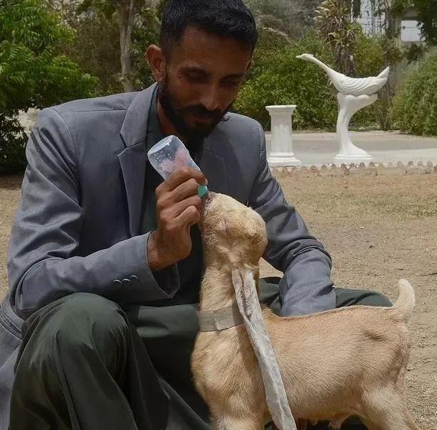 努比亚|巴基斯坦一只耳朵长48厘米小山羊，走路都已拖地，将申请世界纪录