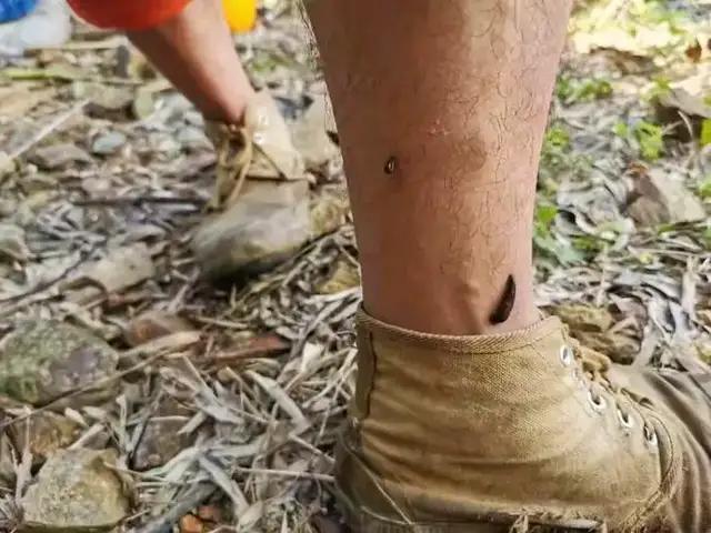 蚂蟥被鸡吞了会怎样?水蛭可以钻破鸡胃吗?吸附在人身上该怎么办