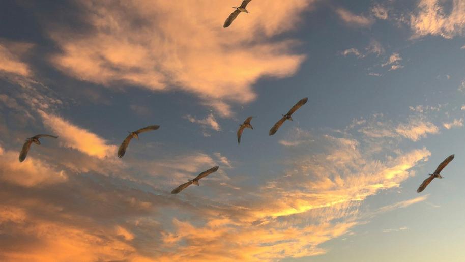 澳大利亚|不知则问，不能则学。李双林