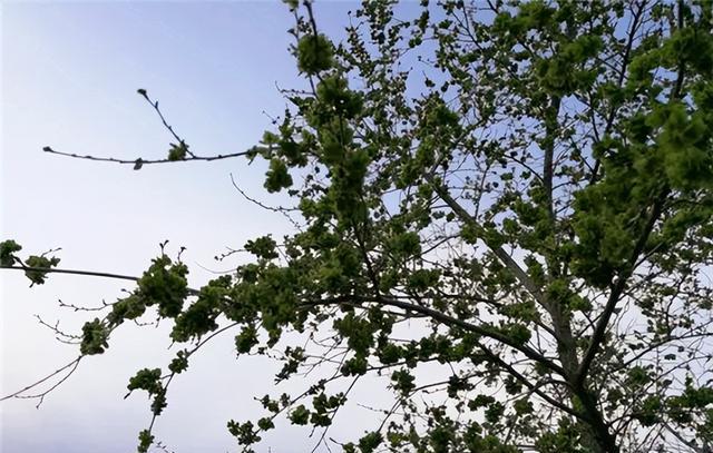 俗语说:人穷不砍三种树,后代子孙得佑护,是哪3种树?有何道理