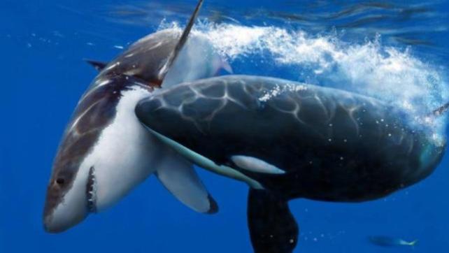 鲨鱼真的害怕海豚吗？鲨鱼：不怕不行，一不小心就要被“掏肝”