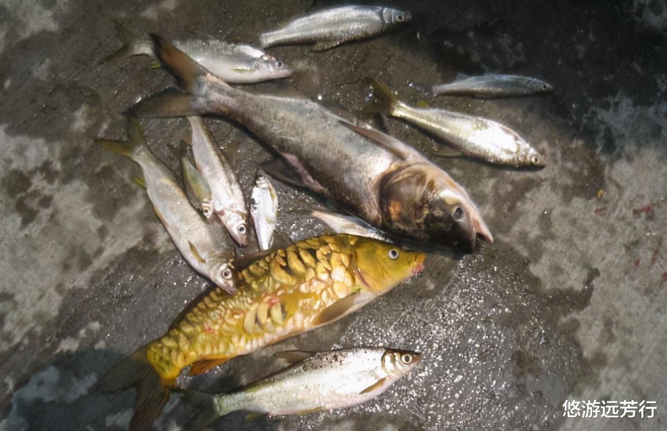 浙江省|浙江男子河里钓了条大鲤鱼,发朋友圈炫耀,结果朋友都劝他不要吃