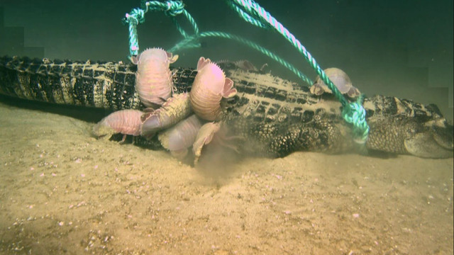 科学家将三条短吻鳄沉入深海，结果令人意外！有一条竟莫名消失